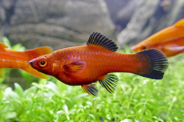 Pineapple Wagtail Swordtail 3-6cm - Nano Tanks Australia