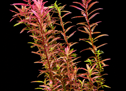 Pink Baby Tears (Rotala rotundifolia) 5 Stems 10cm - Nano Tanks Australia