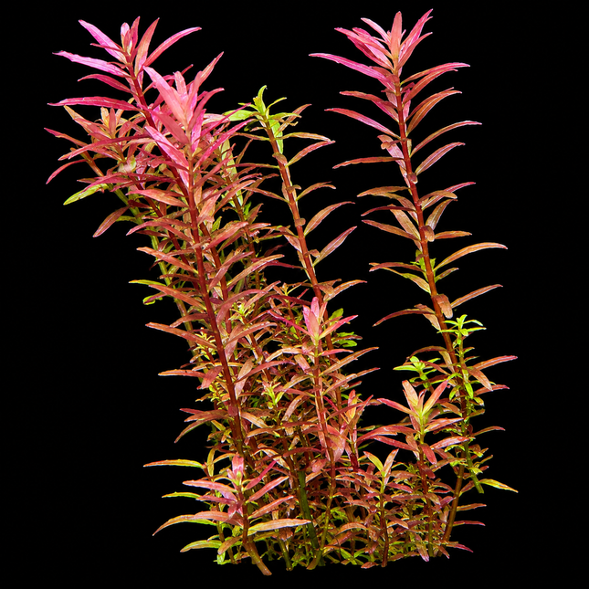 Pink Baby Tears (Rotala rotundifolia) 5 Stems 10cm - Nano Tanks Australia