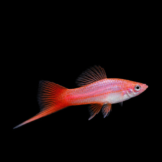 Pink Comet Swordtail 3-6cm - Nano Tanks Australia