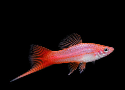 Pink Comet Swordtail (Xiphophorus hellerii)