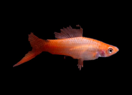 Pink Swordtail 3-6cm - Nano Tanks Australia