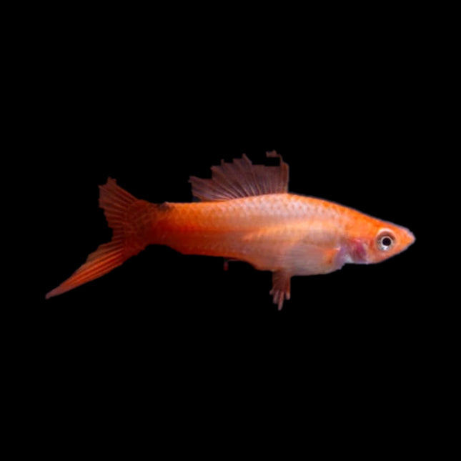 Pink Swordtail 3-6cm - Nano Tanks Australia
