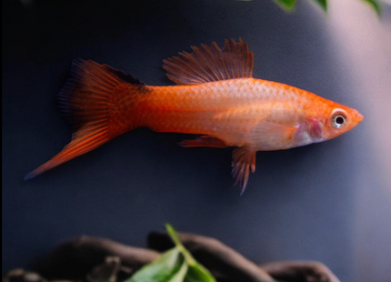 Pink Swordtail (Xiphophorus hellerii)