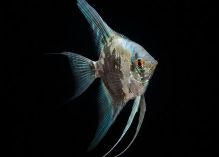 Pinoy Smokey Blue Angelfish 3.5cm - Nano Tanks Australia