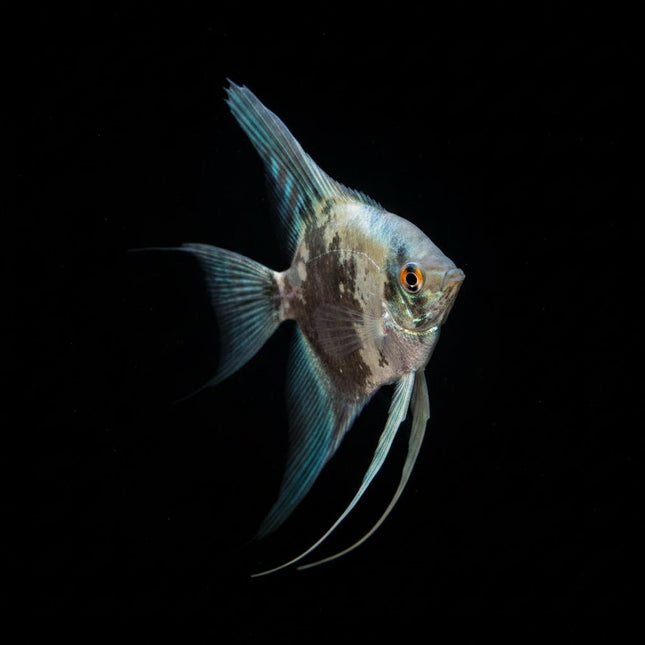 Pinoy Smokey Blue Angelfish 3.5cm - Nano Tanks Australia