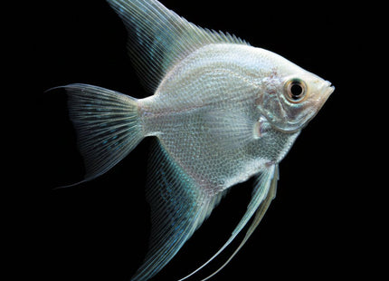 Platinum Angelfish 3-5cm - Nano Tanks Australia