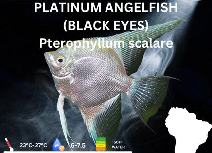 Platinum Angelfish 6cm - Nano Tanks Australia Aquarium Shop