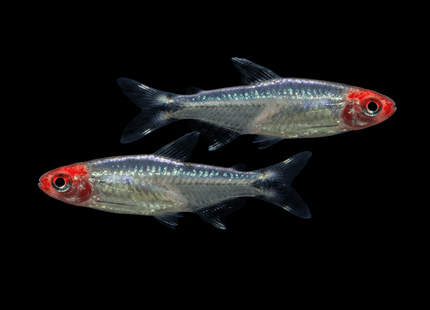 Platinum Brilliant Rummynose Tetra 3-5cm - Nano Tanks Australia
