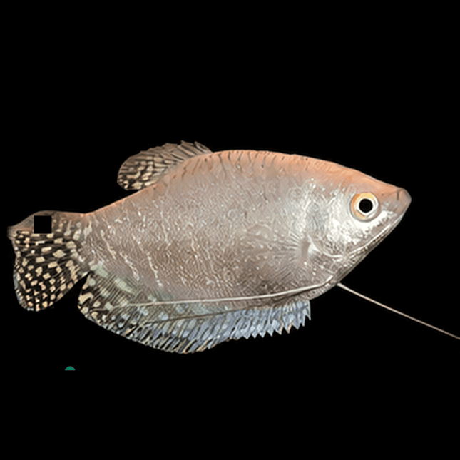 Platinum Gourami 4-6cm - Nano Tanks Australia