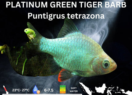 Platinum Green Tiger Barbs Puntigrus tetrazona 2-4cm - Nano Tanks Australia Aquarium Shop