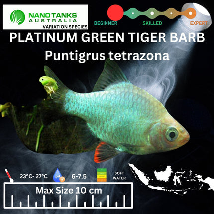 Platinum Green Tiger Barbs Puntigrus tetrazona 2-4cm - Nano Tanks Australia Aquarium Shop