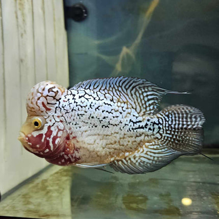 Platinum Kamfa Flowerhorn f2 approx 13 cm - Nano Tanks Australia Aquarium Shop