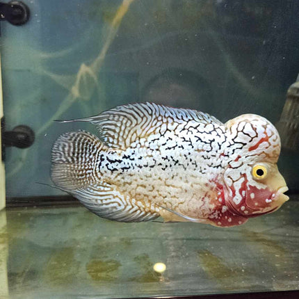 Platinum Kamfa Flowerhorn f2 approx 13 cm - Nano Tanks Australia Aquarium Shop