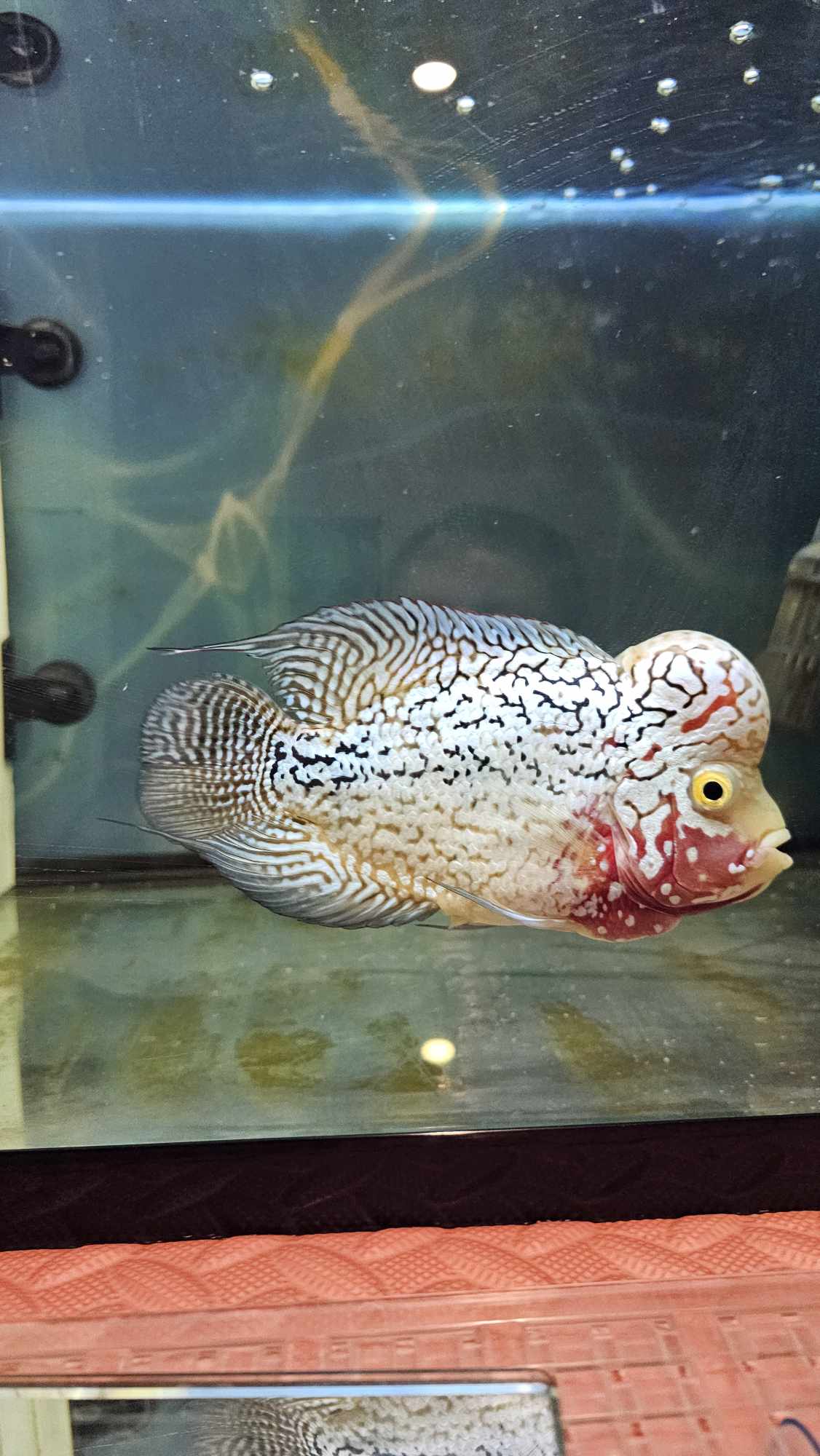 Platinum Kamfa Flowerhorn f2 approx 13 cm - Nano Tanks Australia Aquarium Shop