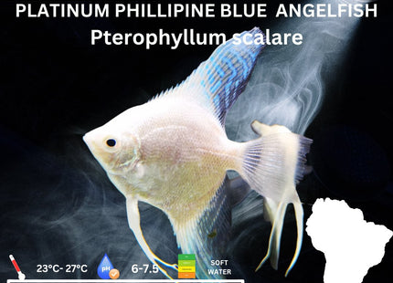 Platinum Philippine Blue Angelfish - Nano Tanks Australia Aquarium Shop