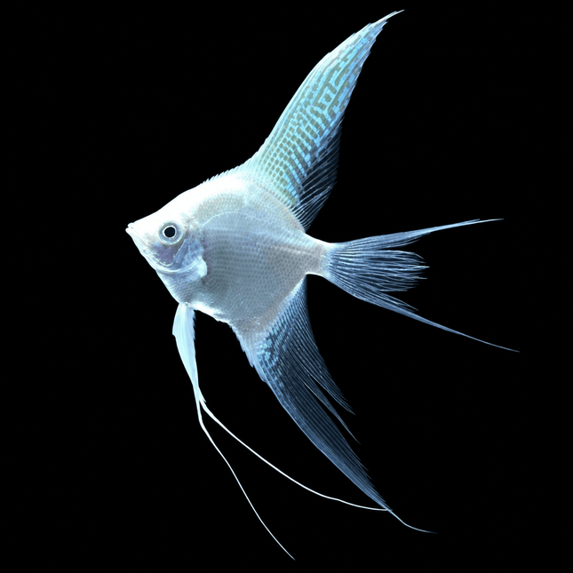 Platinum Veiltail Angelfish 3-4cm - Nano Tanks Australia