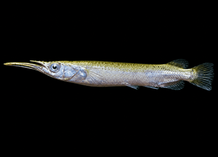 Platinum Wrestling Halfbeak (Dermogenys sp.) - Nano Tanks Australia