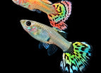 Pair (1 Male + 1 Female)
