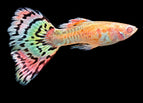 Male