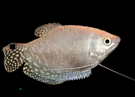 5cm Platinum Gourami (Trichopodus trichopterus)