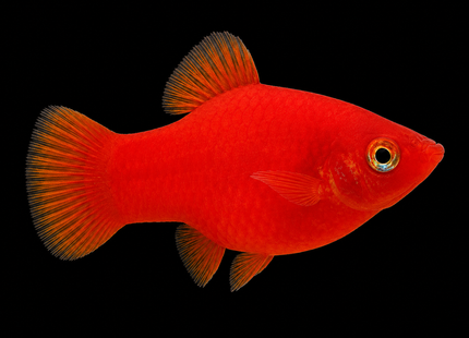 Red Platy (Xiphophorus maculatus) 4cm
