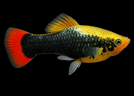 Platy Variatus 3-5cm - Nano Tanks Australia