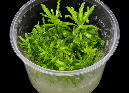 Pogostemon helferi Tissue Culture - Nano Tanks Australia