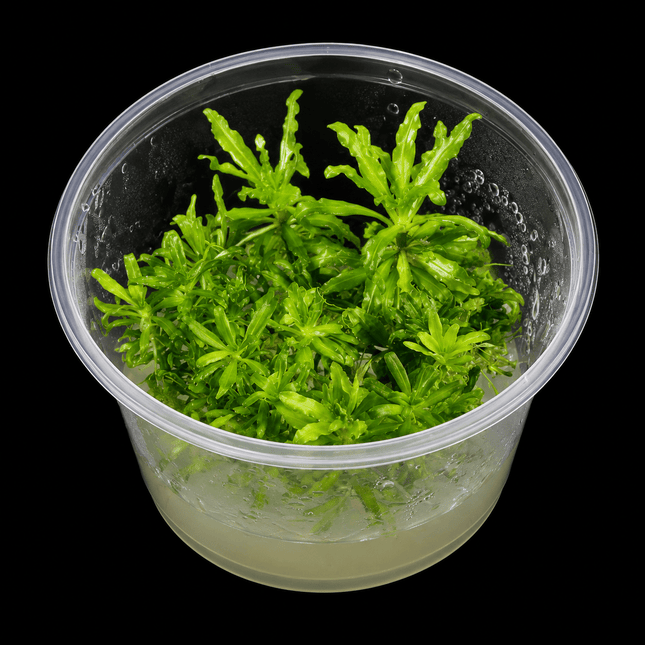 Pogostemon helferi Tissue Culture - Nano Tanks Australia
