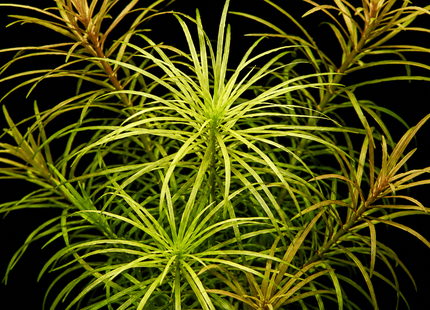 Pogostemon stellatus (Submerged) – 5 Stems ~10cm - Nano Tanks Australia