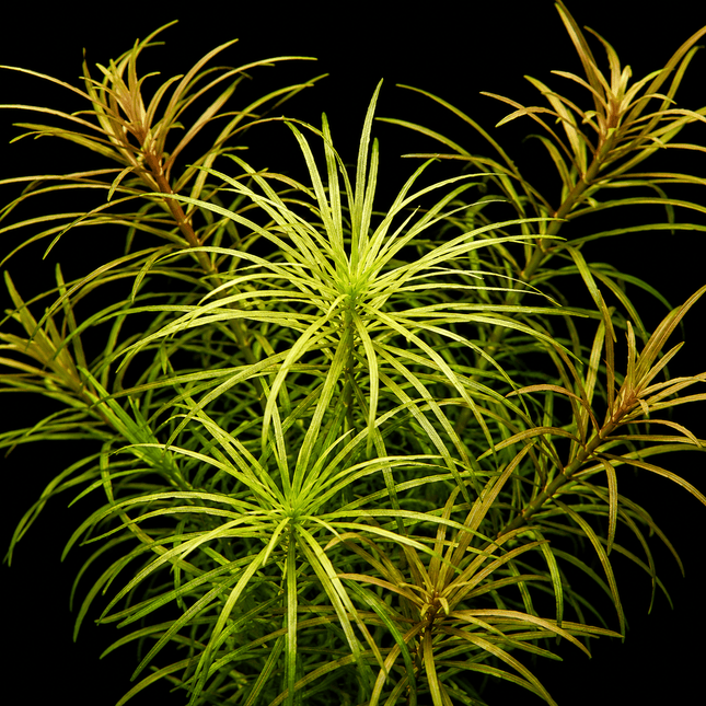 Pogostemon stellatus (Submerged) – 5 Stems ~10cm - Nano Tanks Australia