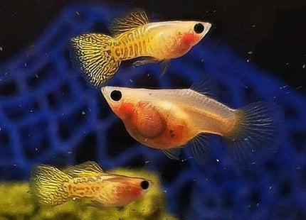 [PREORDER 10 - APR - 2025] Gold Lace Glass Belly Short Body Guppy (Sold as pairs) - Nano Tanks Australia