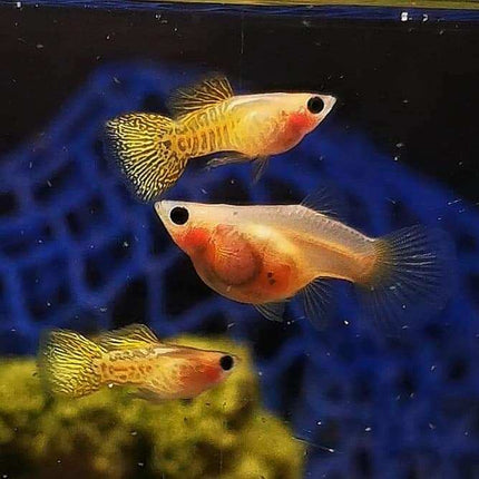 [PREORDER 10 - APR - 2025] Gold Lace Glass Belly Short Body Guppy (Sold as pairs) - Nano Tanks Australia