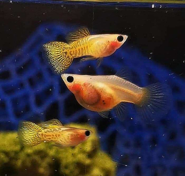 [PREORDER 10 - APR - 2025] Gold Lace Glass Belly Short Body Guppy (Sold as pairs) - Nano Tanks Australia