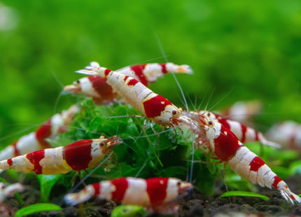 PRL Crystal Shrimp - Nano Tanks Australia