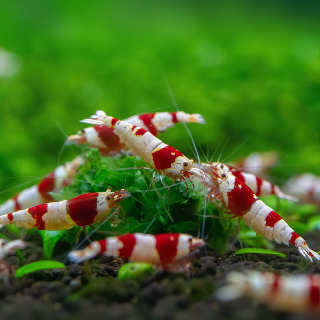 PRL Crystal Shrimp - Nano Tanks Australia