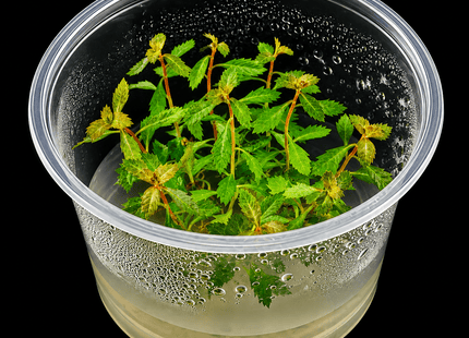 Proserpinaca palustris 'Cuba' Tissue Culture - Nano Tanks Australia