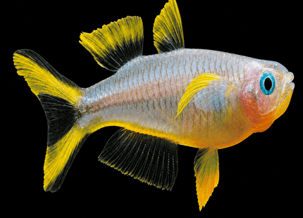 Pseudomugil Furcatus Forktail blue-eye 2-3cm - Nano Tanks Australia