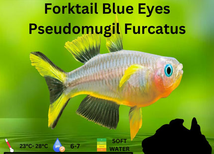 Pseudomugil Furcatus Forktail blue - eye 3cm - Nano Tanks Australia Aquarium Shop