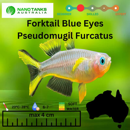 Pseudomugil Furcatus Forktail blue - eye 3cm - Nano Tanks Australia Aquarium Shop