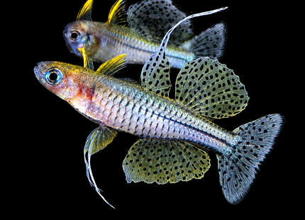 Pseudomugil Gertrudae 2-3cm - Nano Tanks Australia