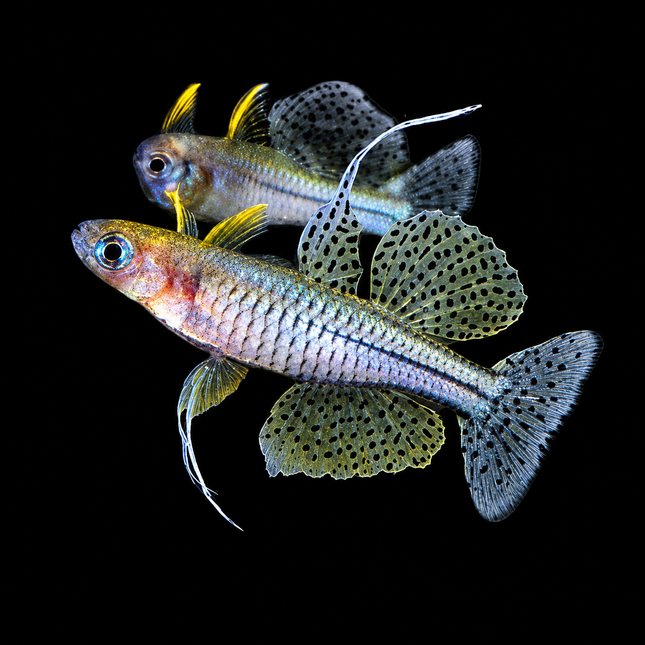 Pseudomugil Gertrudae 2-3cm - Nano Tanks Australia