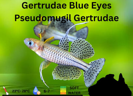 Pseudomugil Gertrudae Gertrudae Blue Eyes 3cm - Nano Tanks Australia Aquarium Shop