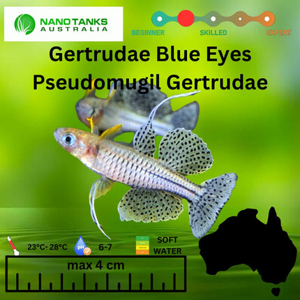 Pseudomugil Gertrudae Gertrudae Blue Eyes 3cm - Nano Tanks Australia Aquarium Shop