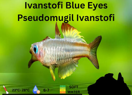 Pseudomugil Ivantsoffi Ivantsoff Blue - eye 3cm - Nano Tanks Australia Aquarium Shop