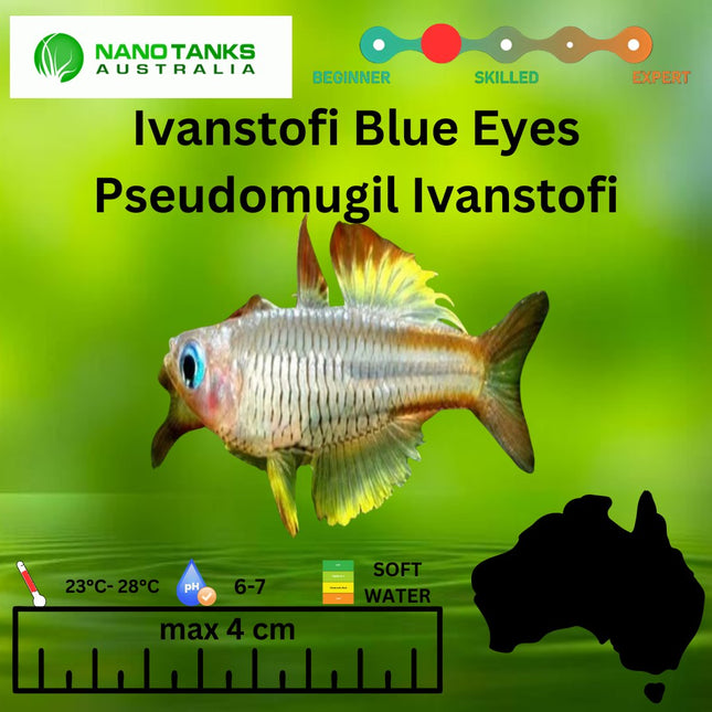 Pseudomugil Ivantsoffi Ivantsoff Blue - eye 3cm - Nano Tanks Australia Aquarium Shop