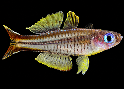 Pseudomugil Ivantsoffi Ivantsoff Blue-eye 3cm - Nano Tanks Australia
