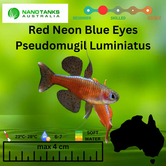 Pseudomugil Luminatus Red Neon Blue Eyes 1 cm - Nano Tanks Australia Aquarium Shop