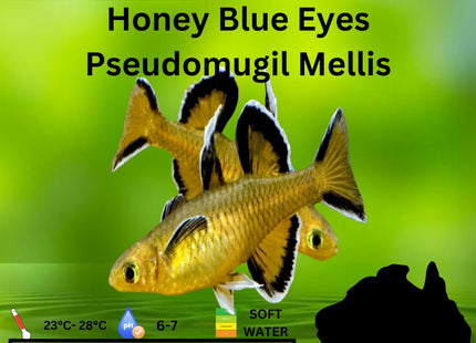 Pseudomugil Mellis Honey Blue Eyes 3cm - Nano Tanks Australia Aquarium Shop