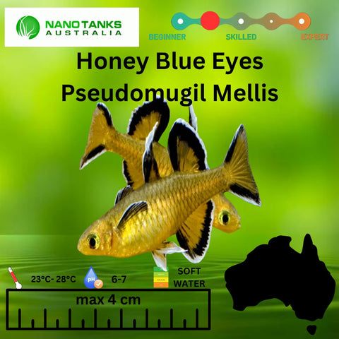 Pseudomugil Mellis Honey Blue Eyes 3cm - Nano Tanks Australia Aquarium Shop